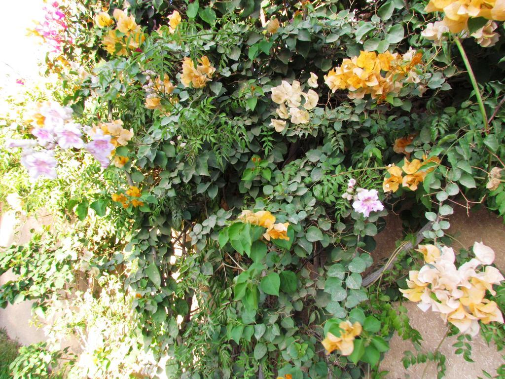 Le Jardin Des Epices Otel Taroudant Dış mekan fotoğraf